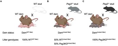Deficiency of the paternally-expressed imprinted Peg3 gene in mice has sexually dimorphic consequences for offspring communication and social behaviour